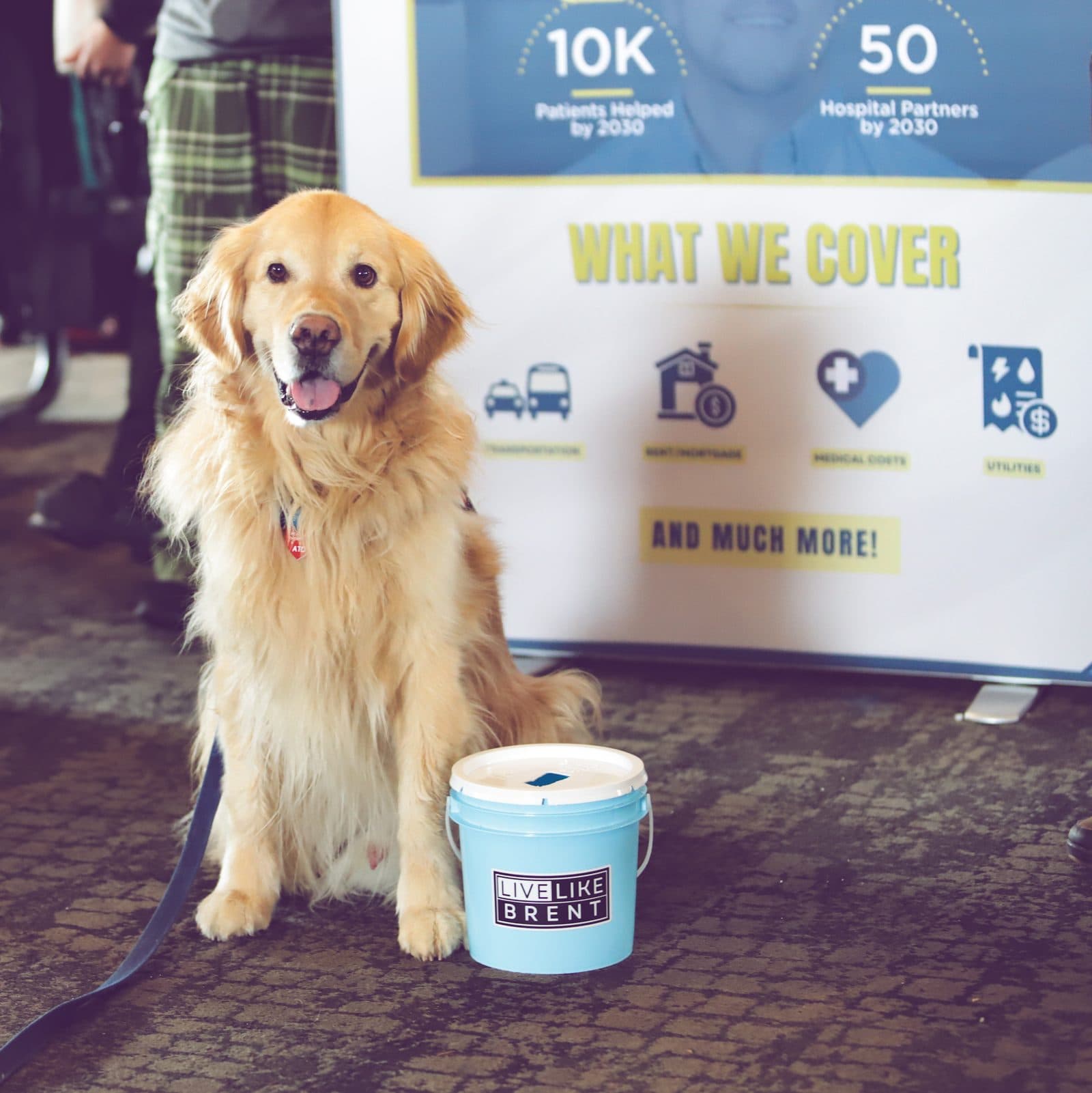 A dog sits with a donation bucket beside the foundation's What We Cover banner
